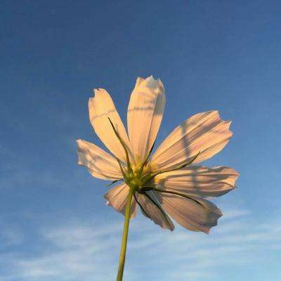 澳门2023全年免费资料大全手机app下载